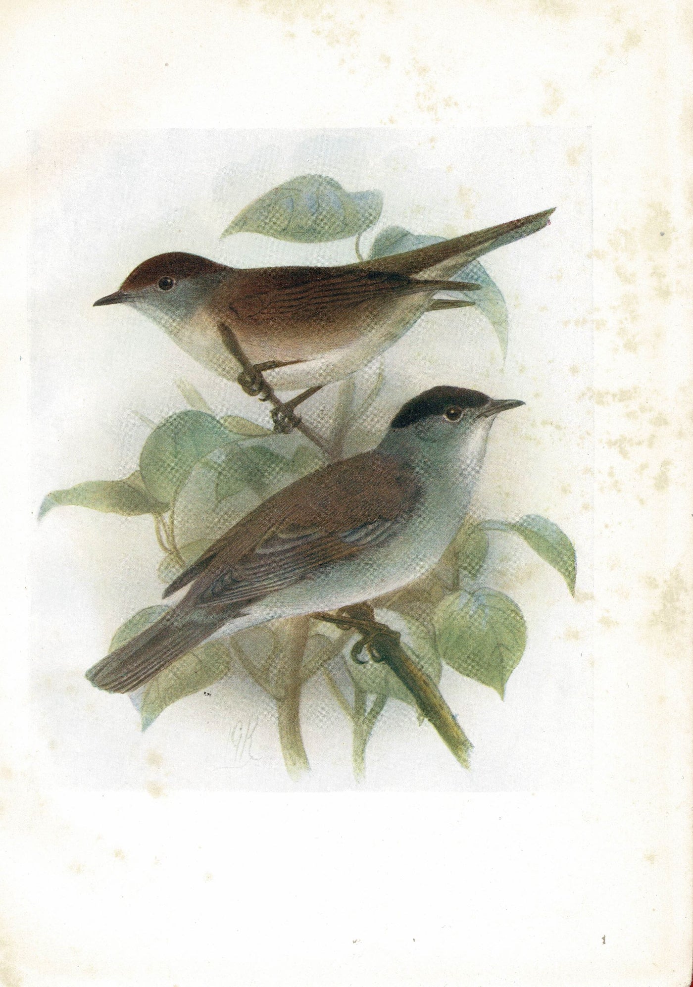 Blackcap, Birds of Britain, 1907