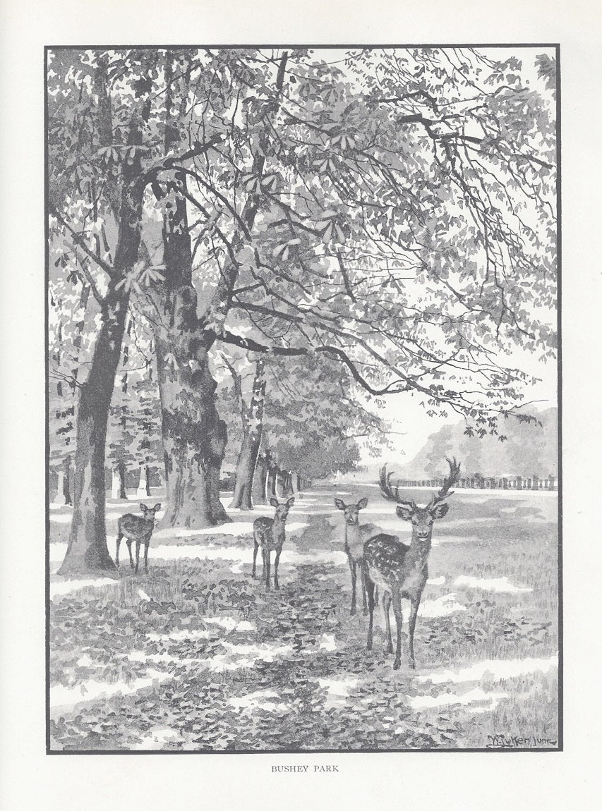 Bushey Park Richmond upon Thames antique print 1893