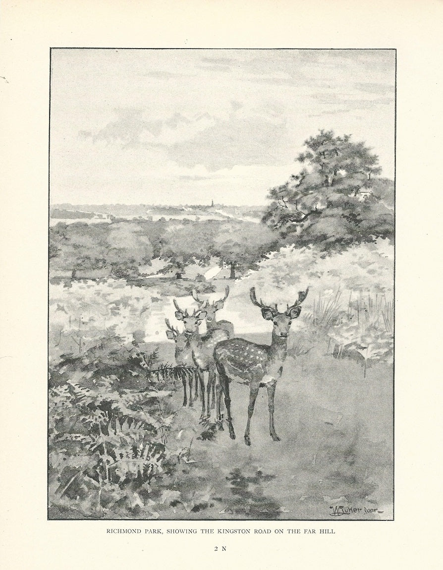 Richmond Park Surrey towards Kingston Road antique print 1893