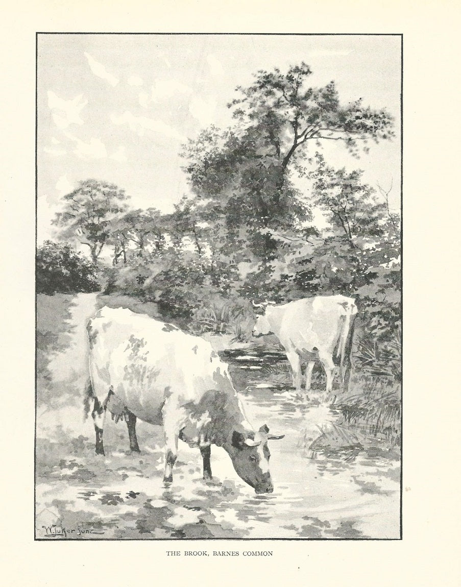 The Brook Barnes Common antique print 1893