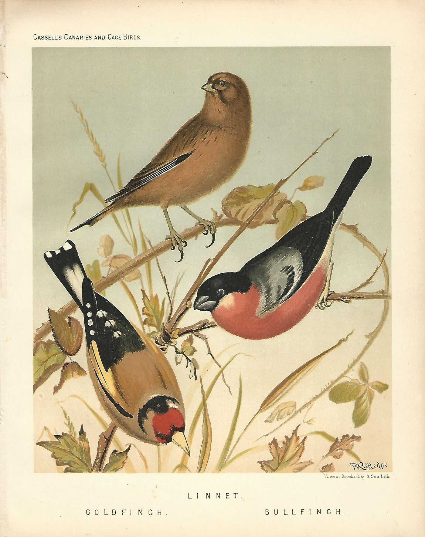 Finch original antique print 1878