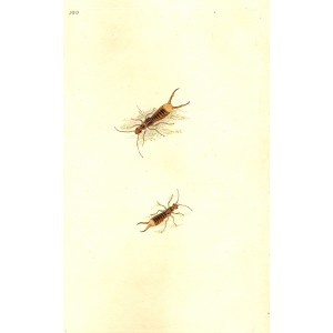 Earwig antique print 1810