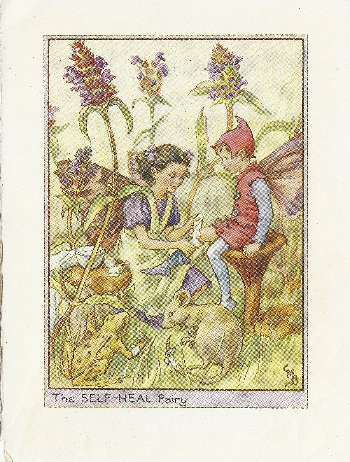 Self-heal Flower Fairy original vintage print – Maps and Antique Prints